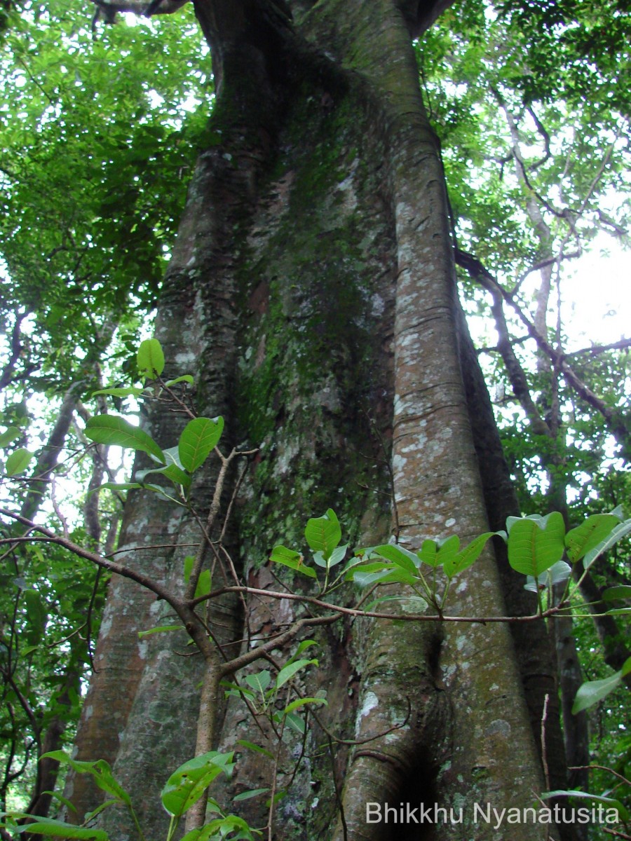 Ficus tsjakela Burm.f.